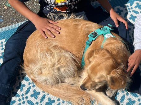 Hunde Memory Hunde Memory